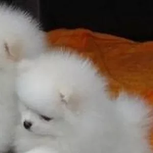 Два очаровательны щенки померанского