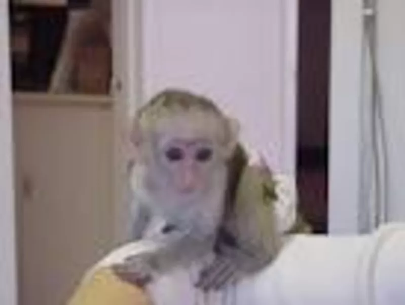 Очаровательны мужского и женского capuchine обезьяны готовы к новому