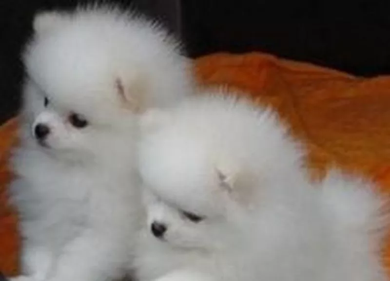 Два очаровательны щенки померанского